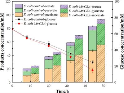 Proteomics Reveal the Effect of Exogenous Electrons on Electroactive Escherichia coli